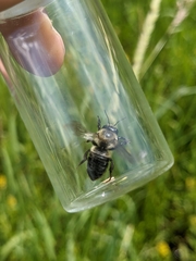 Megachile gemula