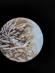 Electra verticillata