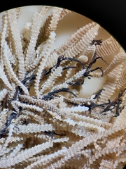 Electra verticillata