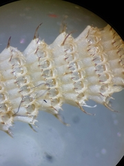 Electra verticillata