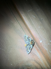 Ormiscodes schmidtnielseni