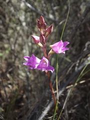 Disa procera