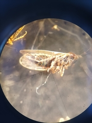 Cicadellidae