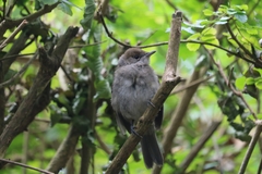 Sylvia atricapilla gularis
