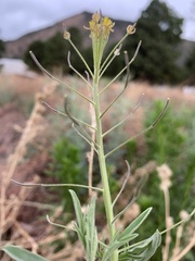 Descurainia adenophora