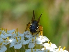 Halictus maculatus