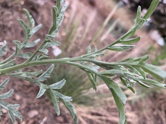 Descurainia adenophora