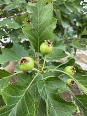 Crataegus pinnatifida