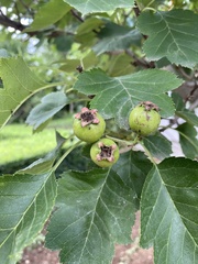 Crataegus pinnatifida