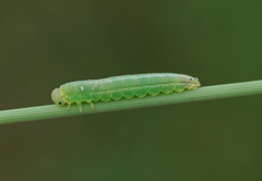 Tenthredopsis friesei