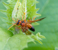 Tenthredo adusta