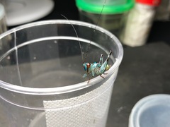 Lipotactes dorsaspina