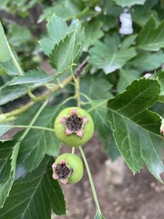 Crataegus pinnatifida