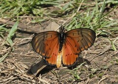 Acraea neobule