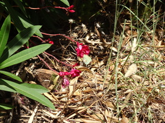 Gonepteryx cleopatra