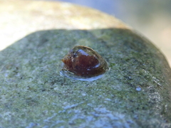 Ampullaceana balthica
