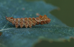 Falcaria lacertinaria