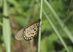 Acraea pseudegina