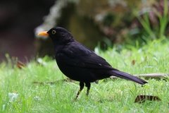 Turdus merula azorensis