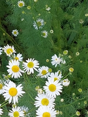 Tripleurospermum inodorum