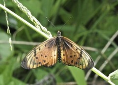 Acraea pseudegina