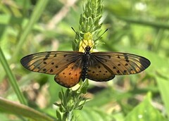 Acraea pseudegina