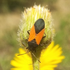 Melanopleurus bicolor