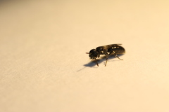 Hylaeus mesillae