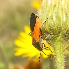 Melanopleurus bicolor