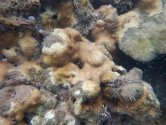 Cyphastrea microphthalma