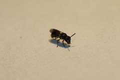 Hylaeus mesillae