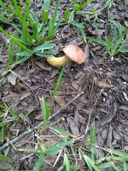 Pulchroboletus rubricitrinus image