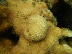 Cyphastrea microphthalma