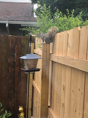 Sciurus carolinensis