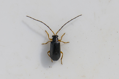 Luperus longicornis