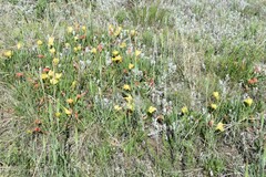 Oenothera howardii