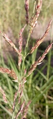 Sorghum halepense