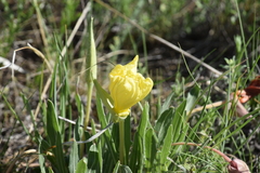 Oenothera howardii