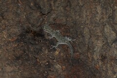 Gekko japonicus
