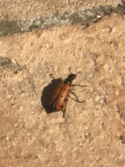 Hycleus duodecimpunctatus