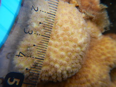 Cyphastrea microphthalma