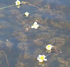 Ranunculus longirostris