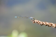 Paracercion calamorum