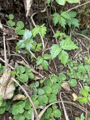 Toxicodendron orientale