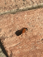 Hycleus duodecimpunctatus