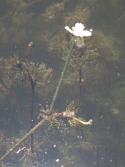 Ranunculus longirostris