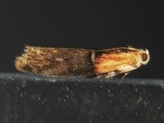 Sciota basilaris