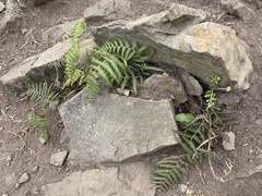 Pteridium aquilinum wightianum