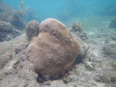 Paramontastraea serageldini