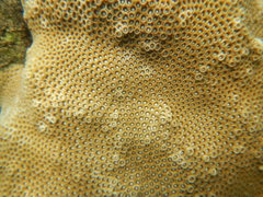 Paramontastraea serageldini